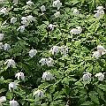 Vitsippor i lövskog