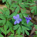 Skogsviol