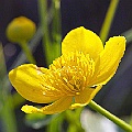 Kabbleka