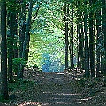 Bokskog i september