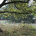 Morgonstämning