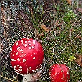 Röd flugsvamp