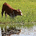 Kalv som njuter av sommarsolen