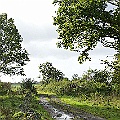 Frodig grönska på Österlen