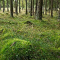 Granskog med ymnig mossa