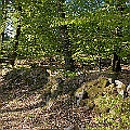 Bokskog under våren
