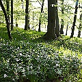 Vitsippor i bokskog