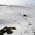 Viltväxlar i snö